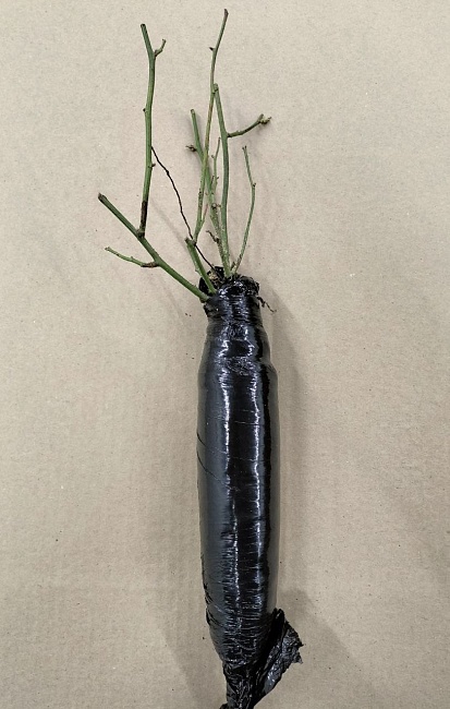 Роза чайно-гибридная Эль Торо